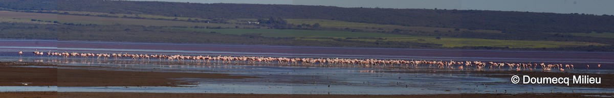 Chilean Flamingo - ML100457741