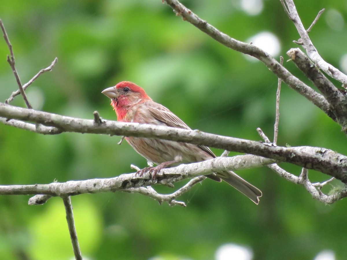 House Finch - ML100458411