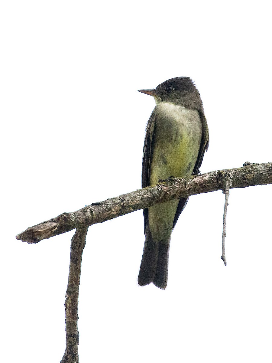 Eastern Wood-Pewee - Mike Cameron