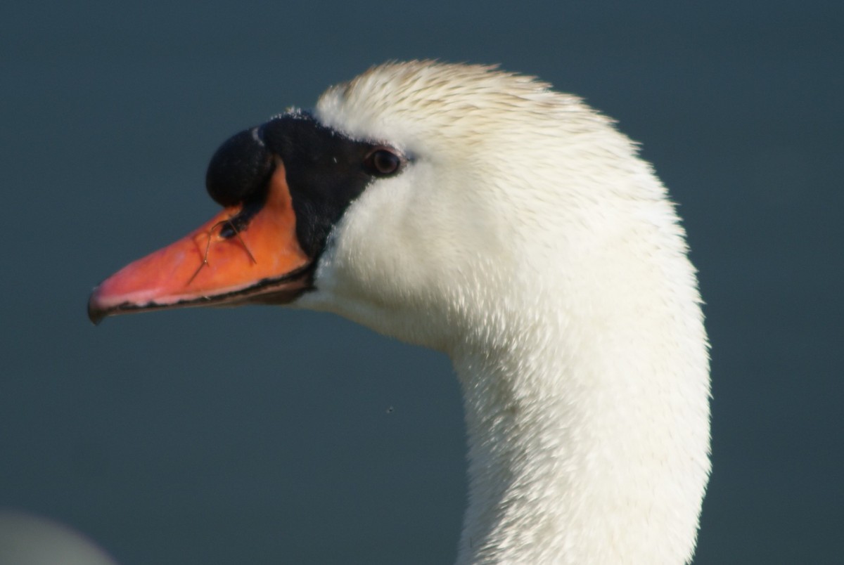 Mute Swan - ML100463741