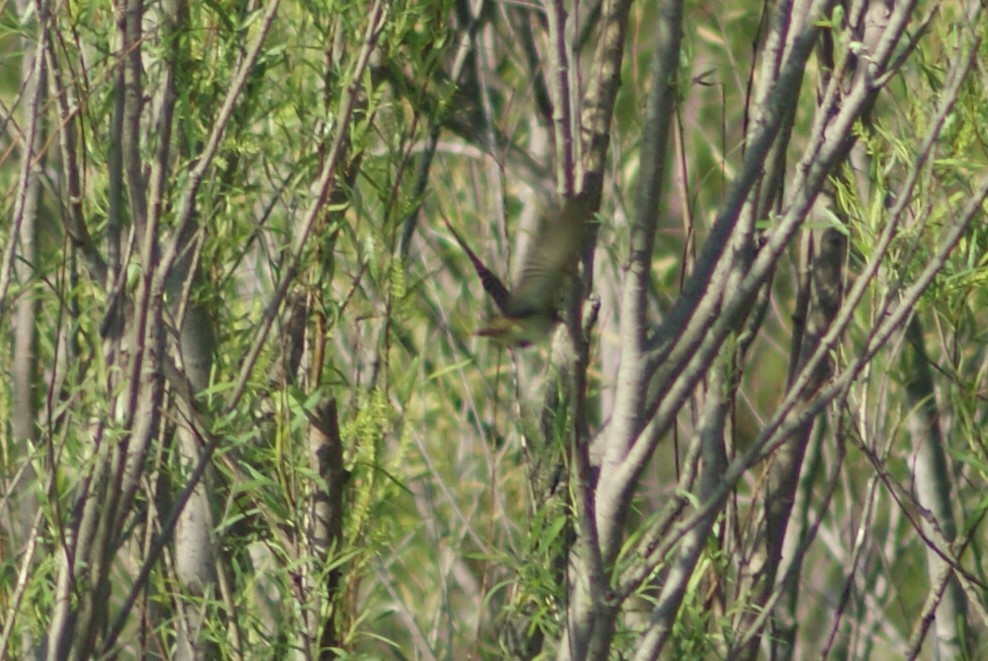 Willow Flycatcher - ML100463981