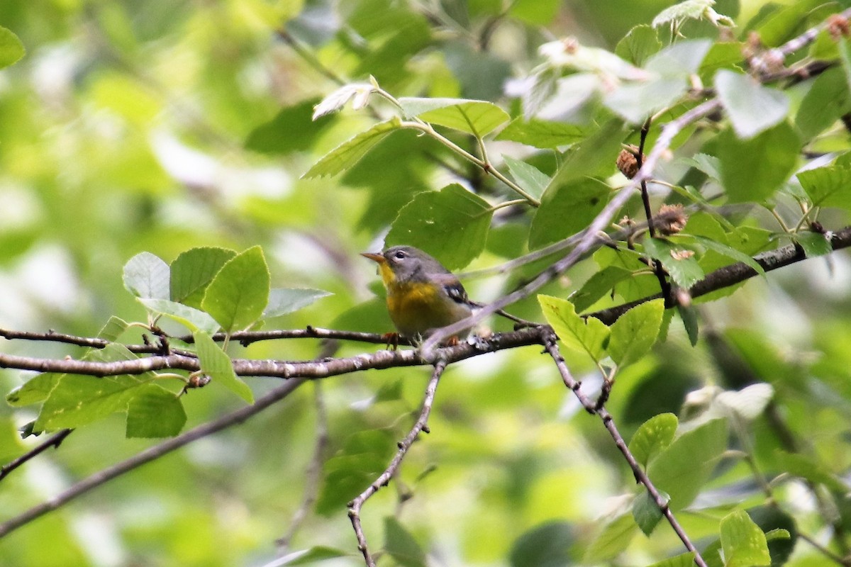 Northern Parula - ML100464291