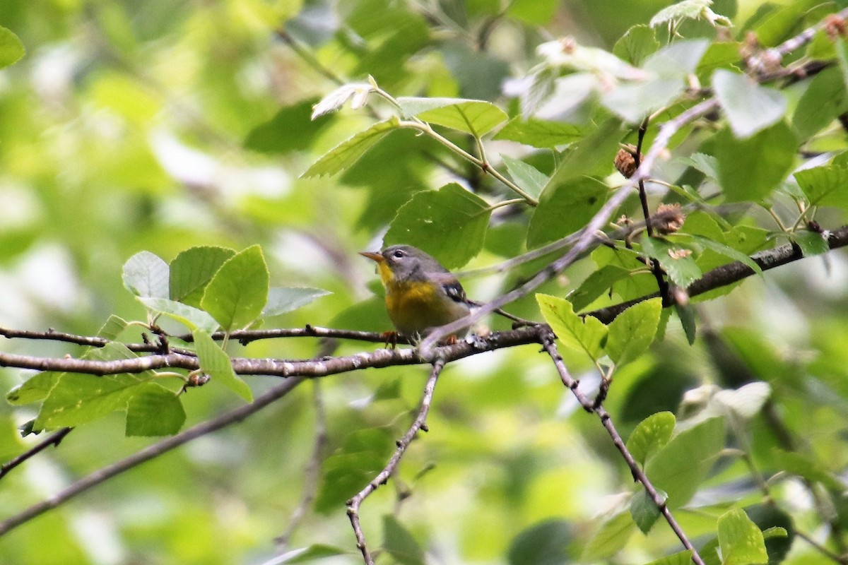 Northern Parula - Daniel Kaplan