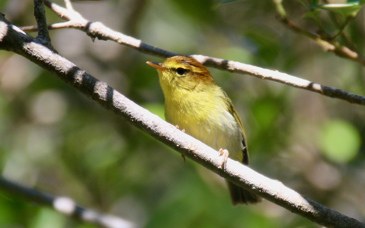 Yellow-throated Woodland-Warbler - Krista Oswald