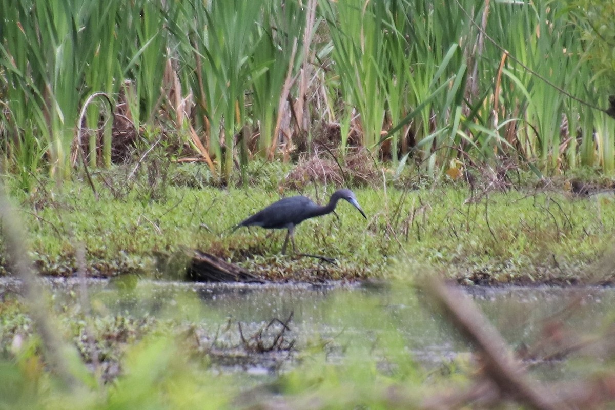 Little Blue Heron - ML100464571