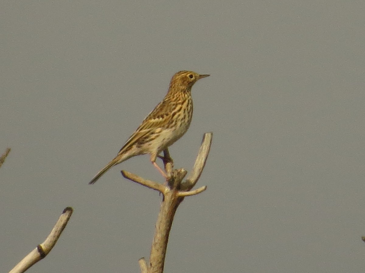 Correndera Pipit - ML100464591