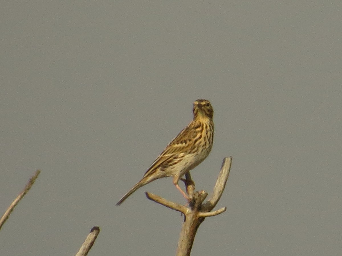 Correndera Pipit - ML100464611