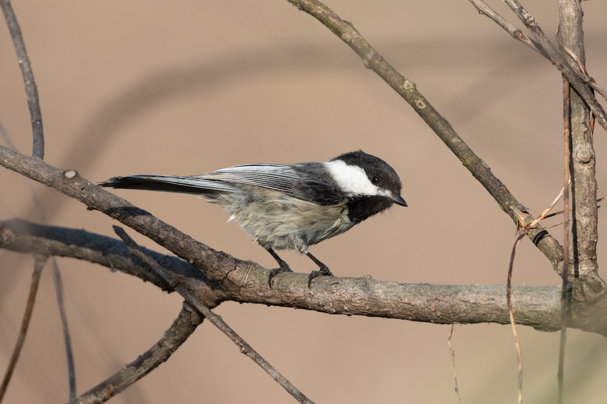 Black-capped Chickadee - ML100464671