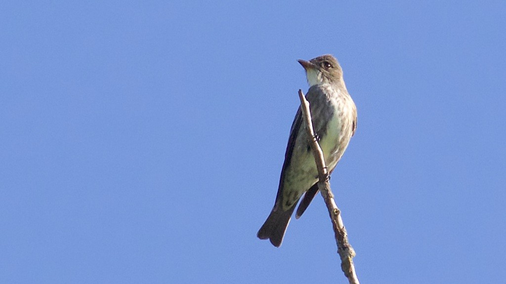 Olive-sided Flycatcher - ML100465091