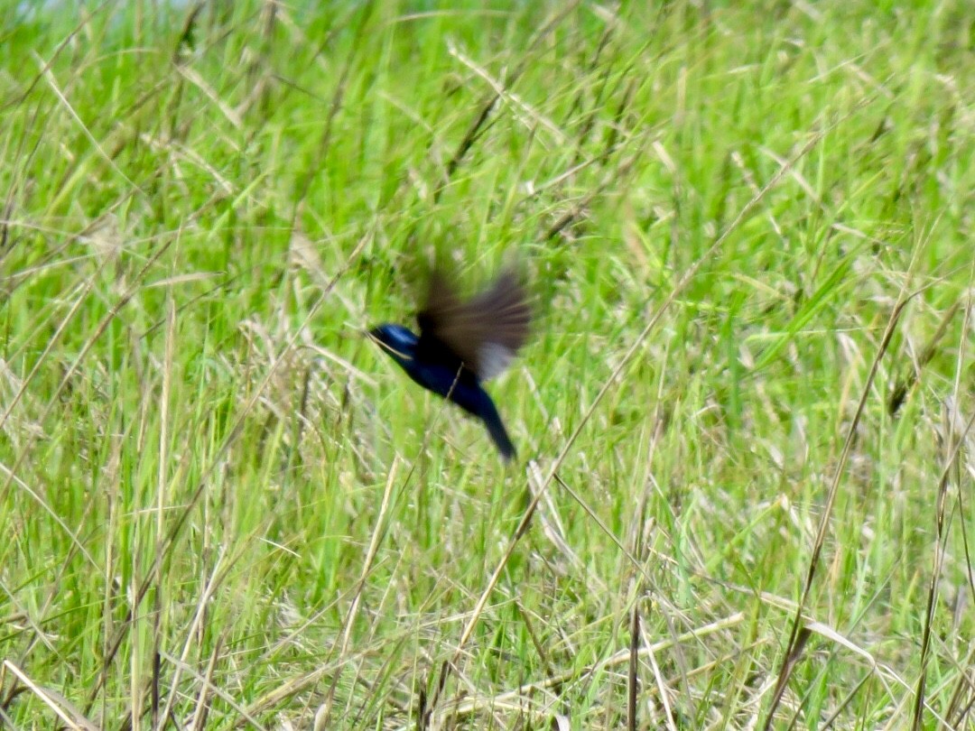 Purple Martin - ML100465811