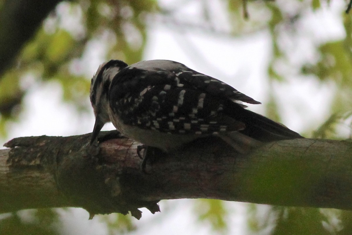 セジロアカゲラ（villosus グループ） - ML100465991