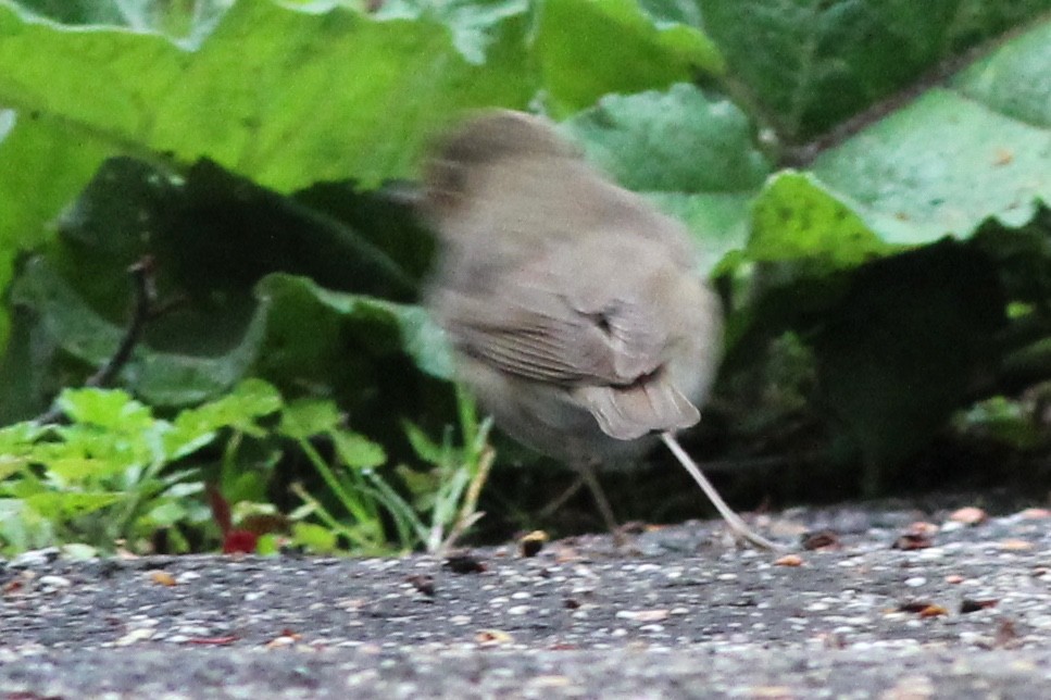 Swainson's Thrush (Olive-backed) - ML100466131