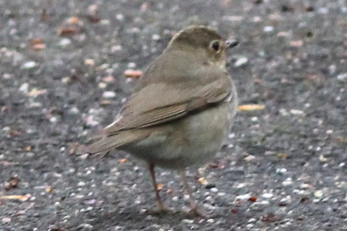 Swainson's Thrush (Olive-backed) - ML100466141