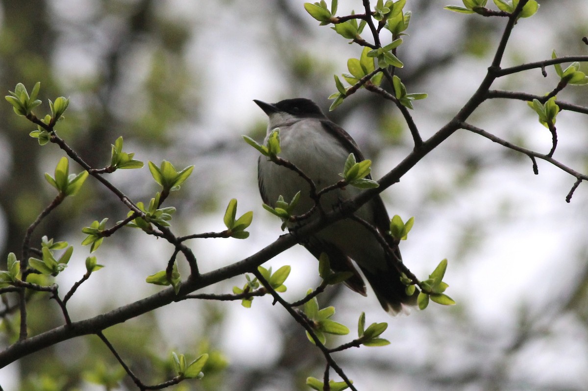 Eastern Kingbird - ML100466221