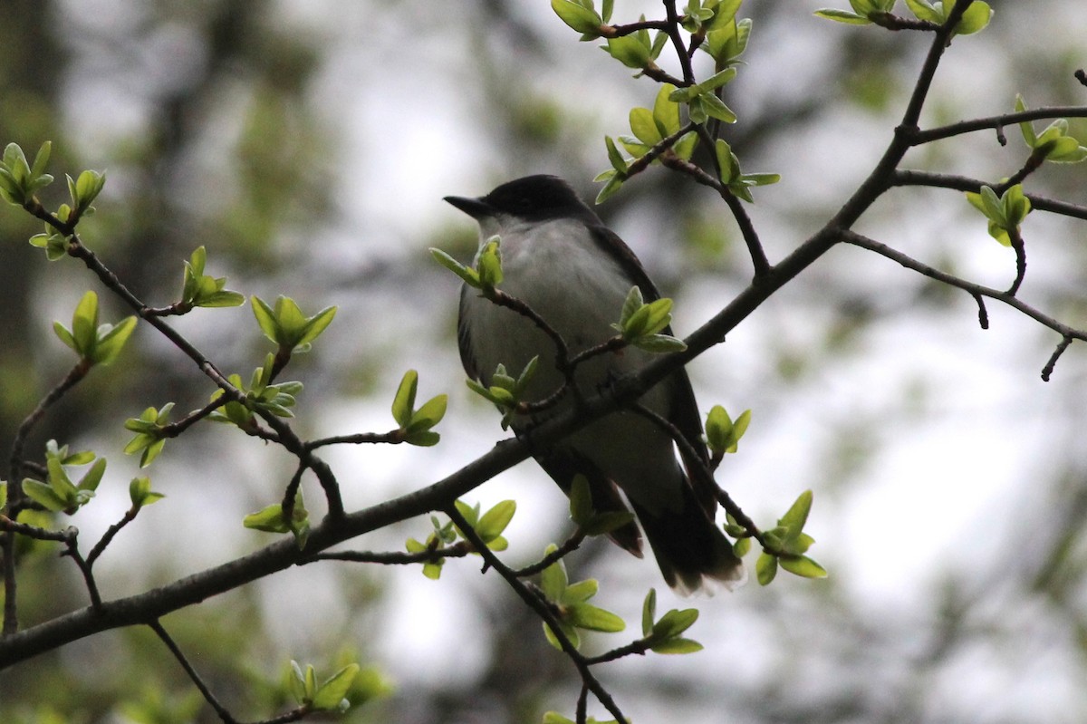 Eastern Kingbird - ML100466231