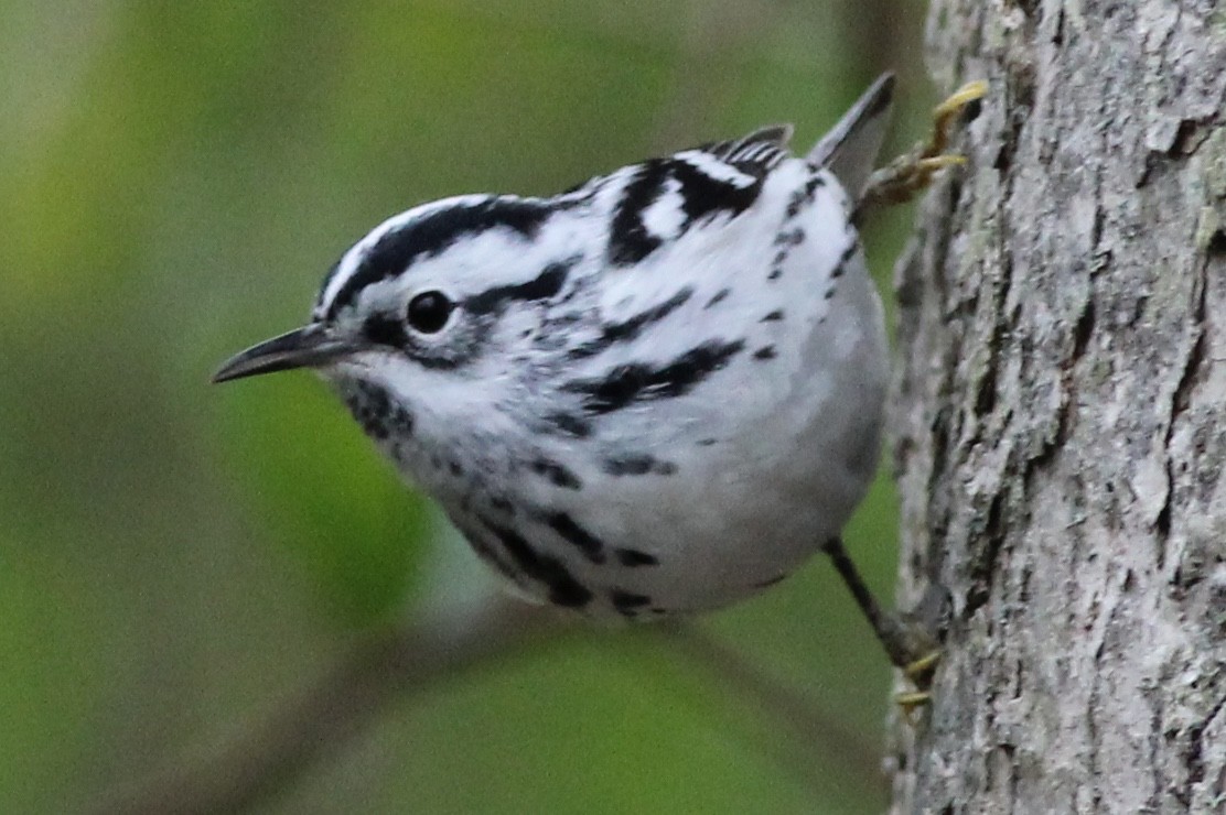 Black-and-white Warbler - ML100466301