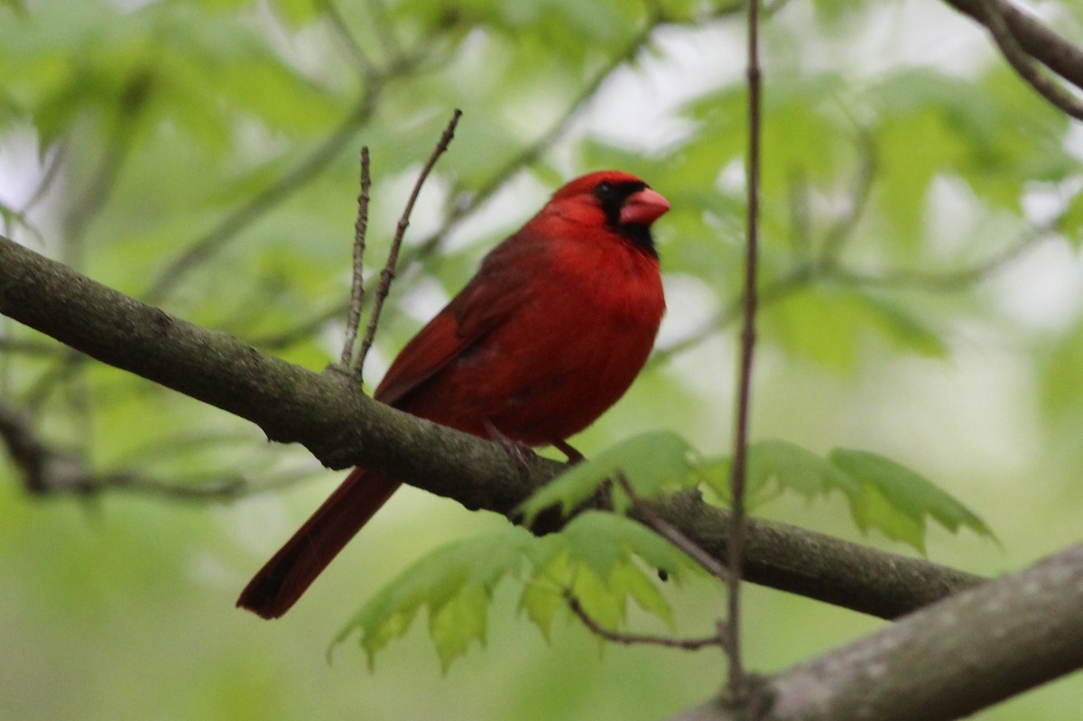Cardinal rouge - ML100466701