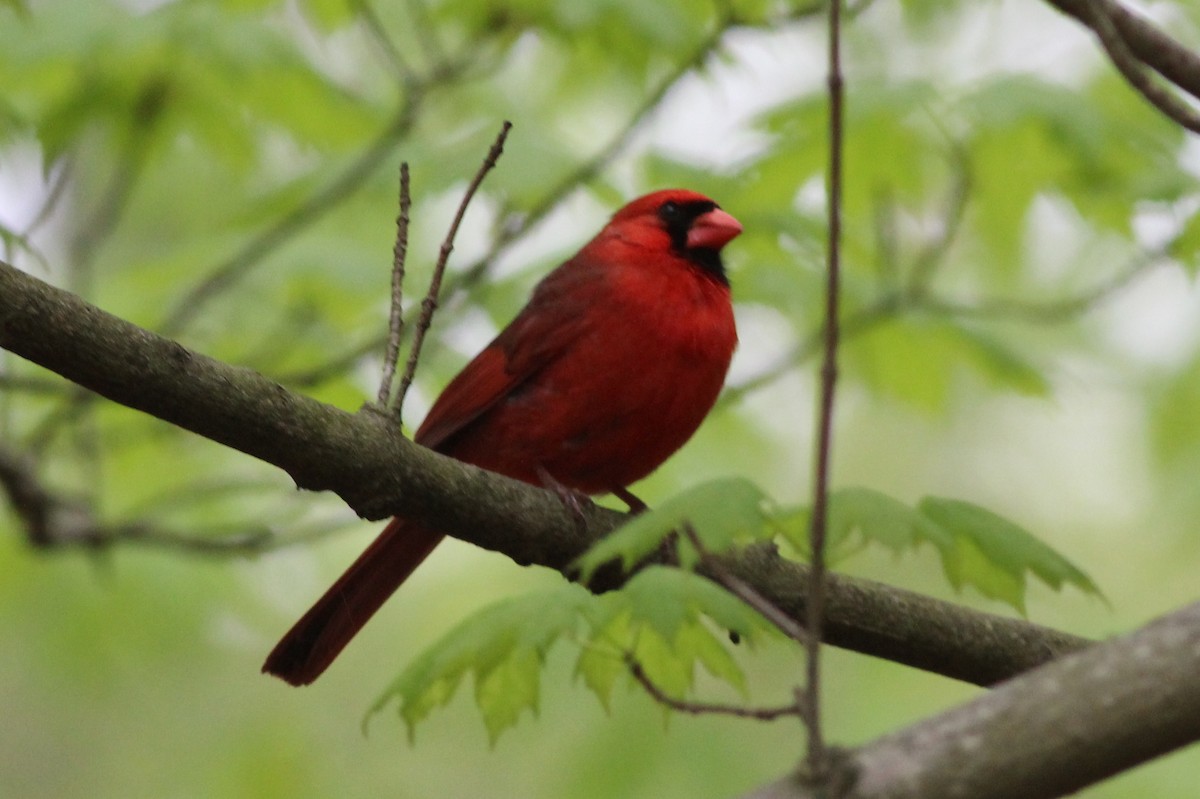 Northern Cardinal - ML100466701