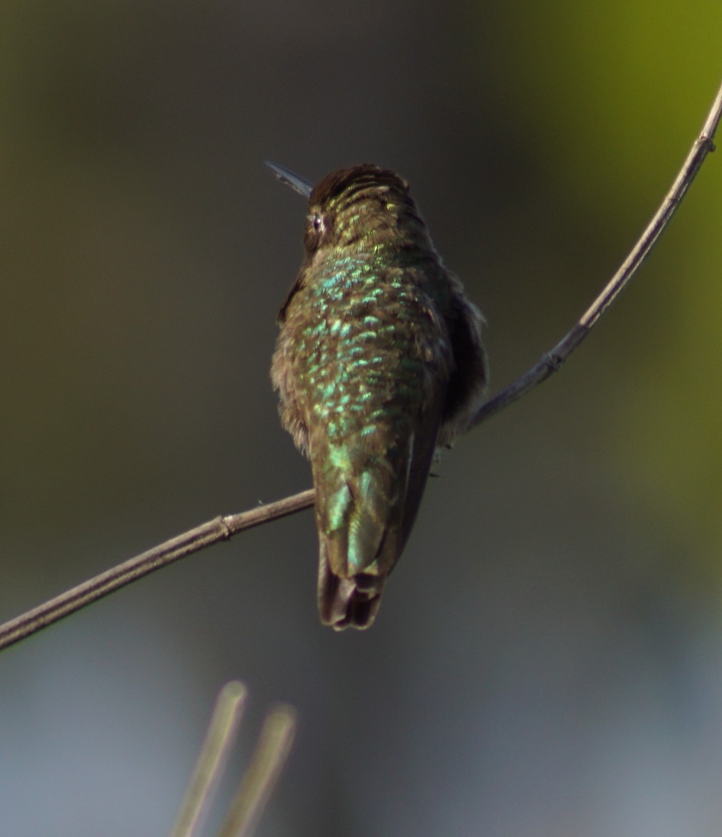 Colibrí de Anna - ML100469651