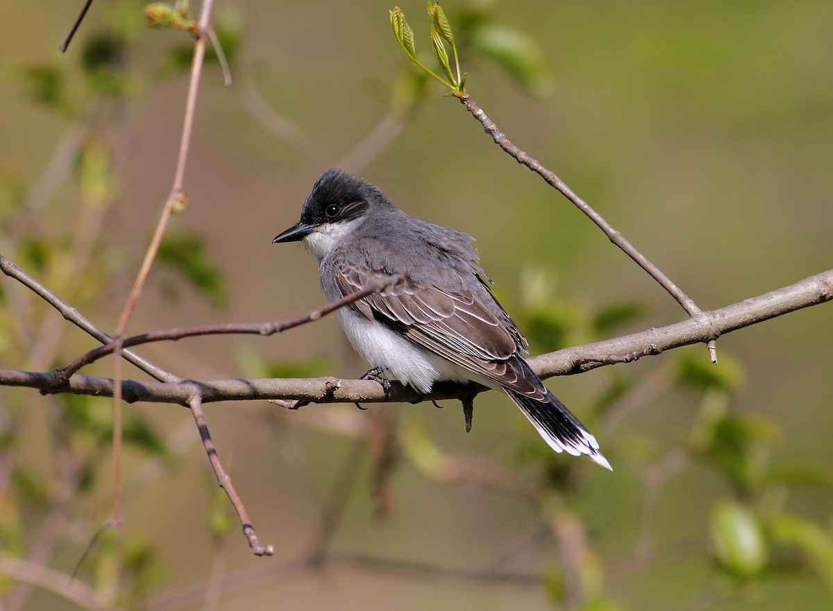 Eastern Kingbird - John  Cameron