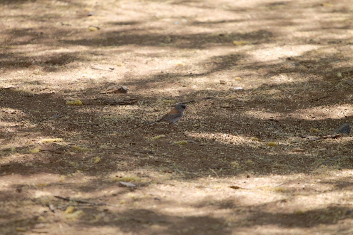 Junco ardoisé (caniceps) - ML100472471