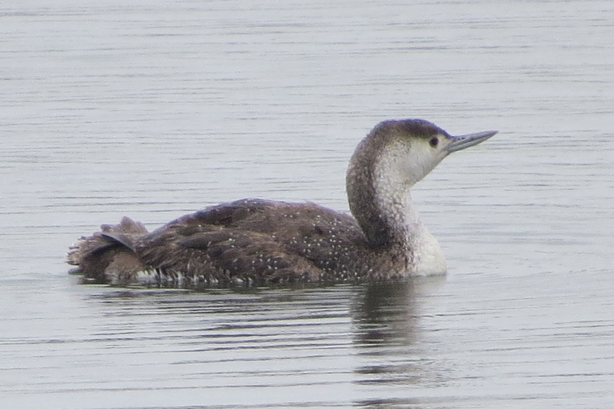Red-throated Loon - ML100473181
