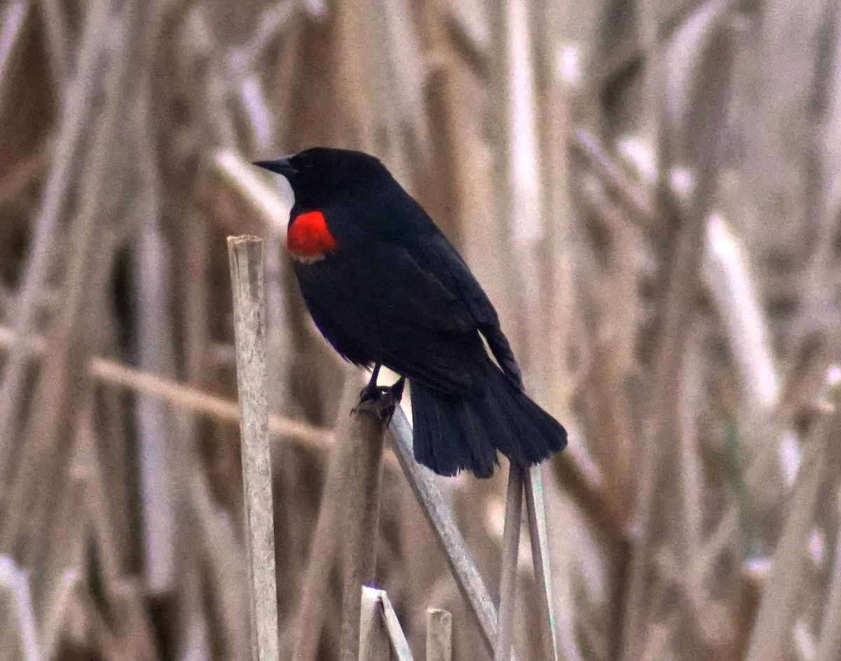 Red-winged Blackbird - ML100475771