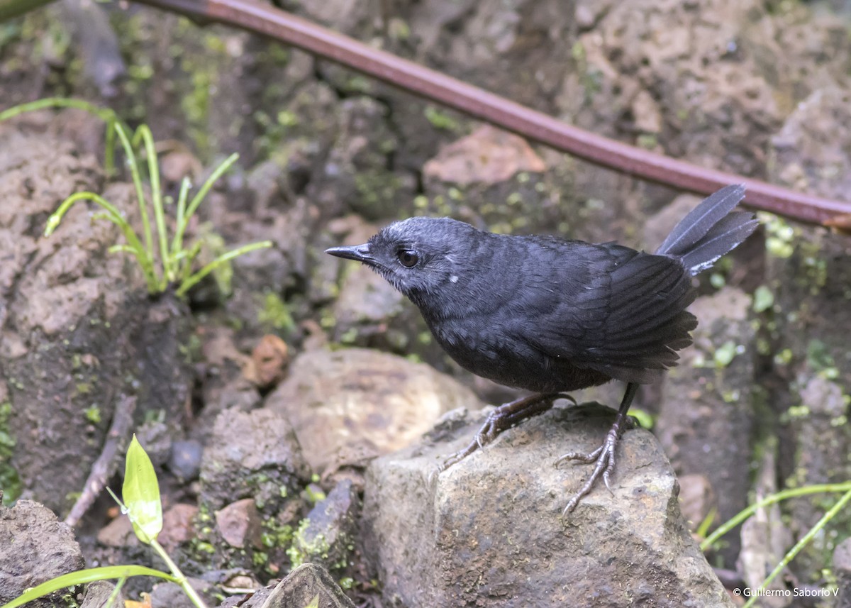 Silvery-fronted Tapaculo - ML100475961