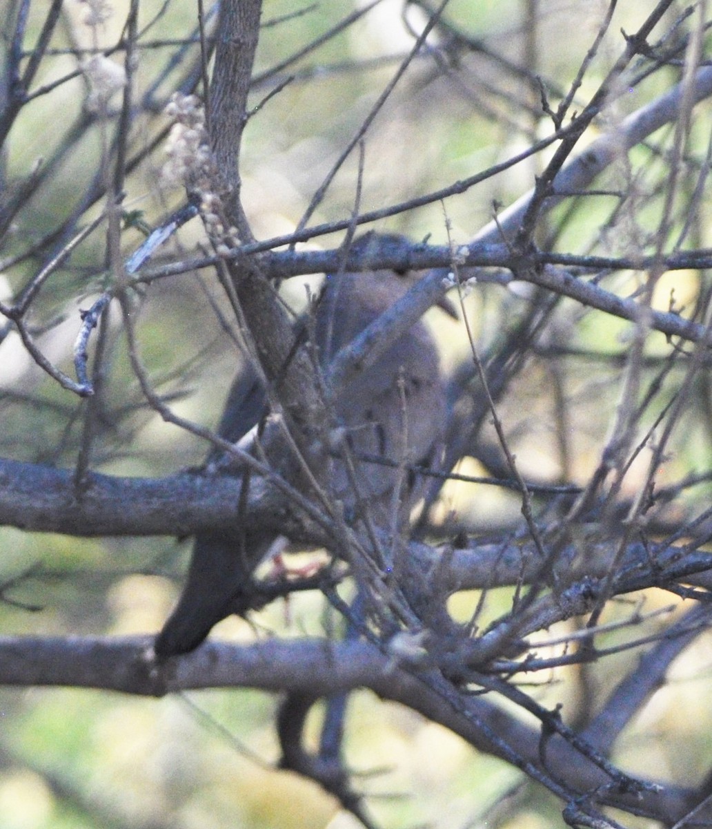 Common Ground Dove - ML100477191