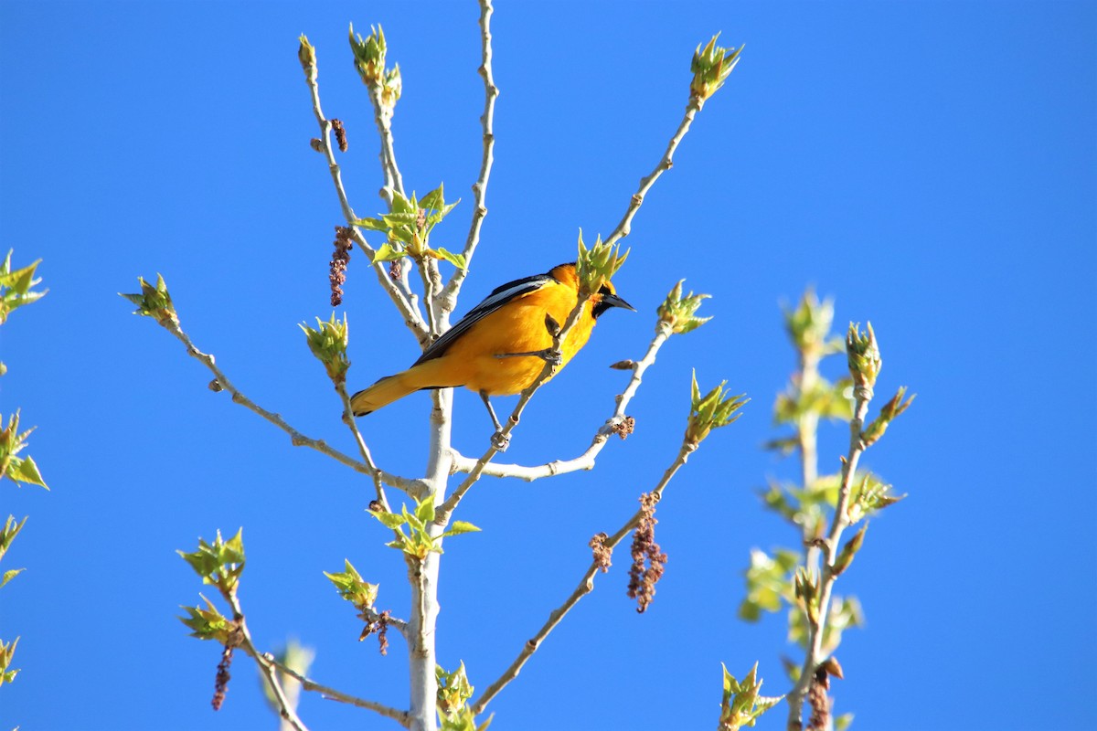 Bullock's Oriole - ML100479131