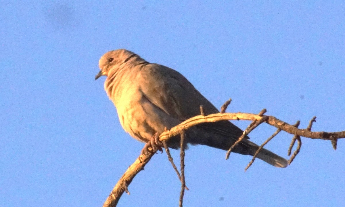 Eurasian Collared-Dove - Peter Kavouras