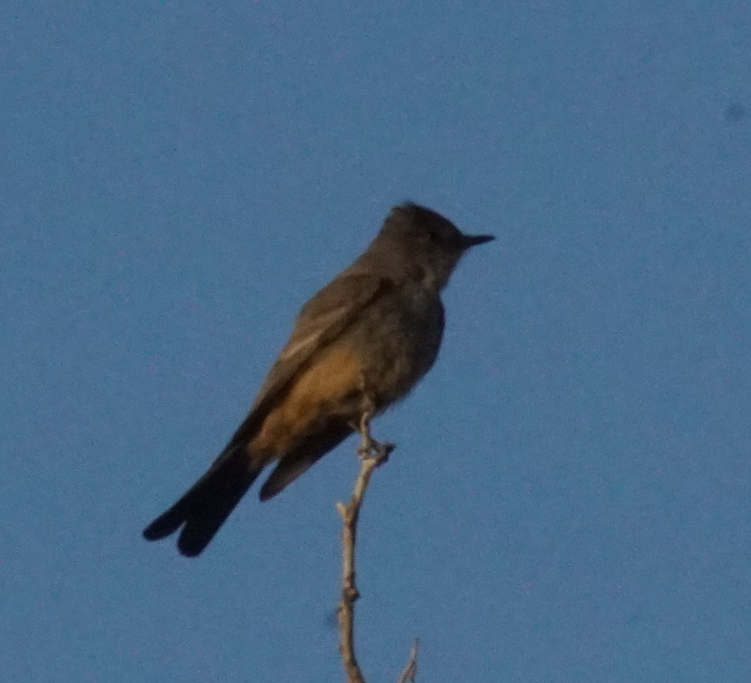 Say's Phoebe - Peter Kavouras