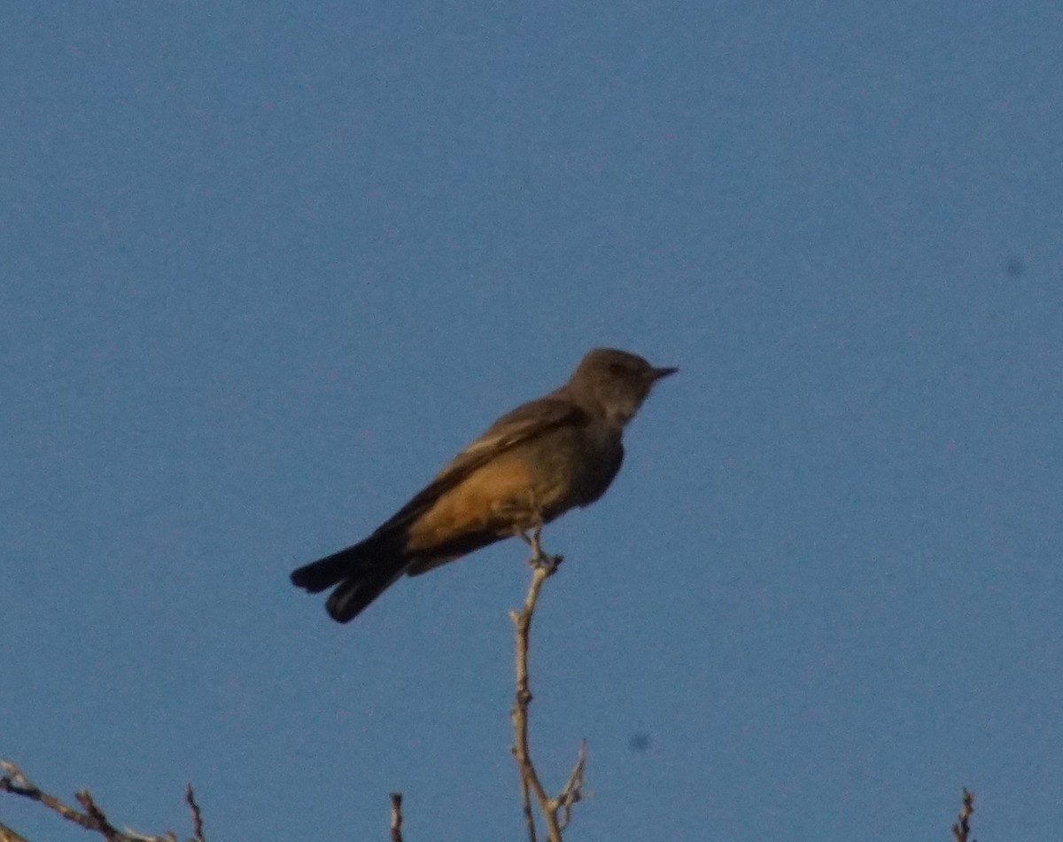 Say's Phoebe - Peter Kavouras