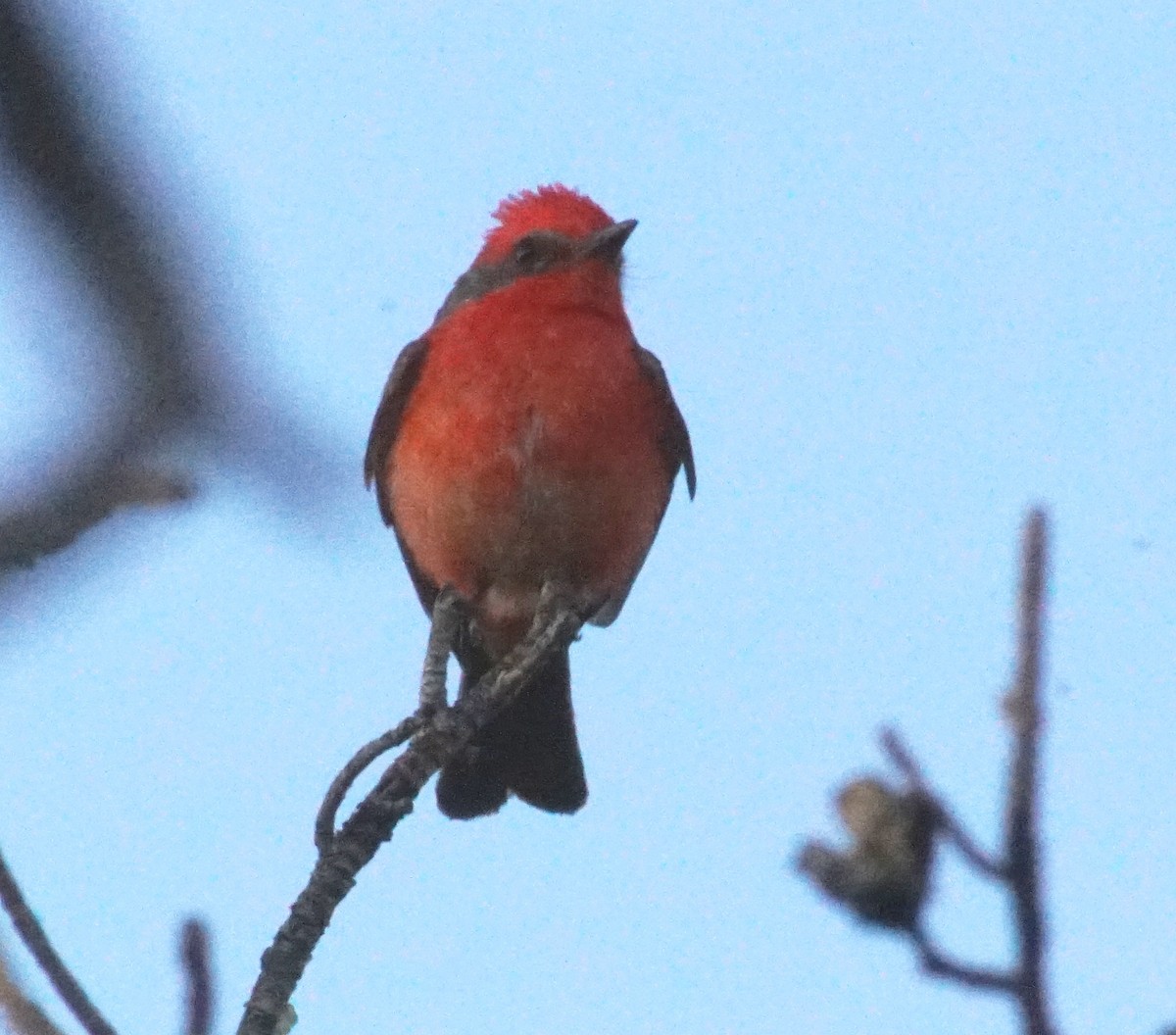 Vermilion Flycatcher - Peter Kavouras