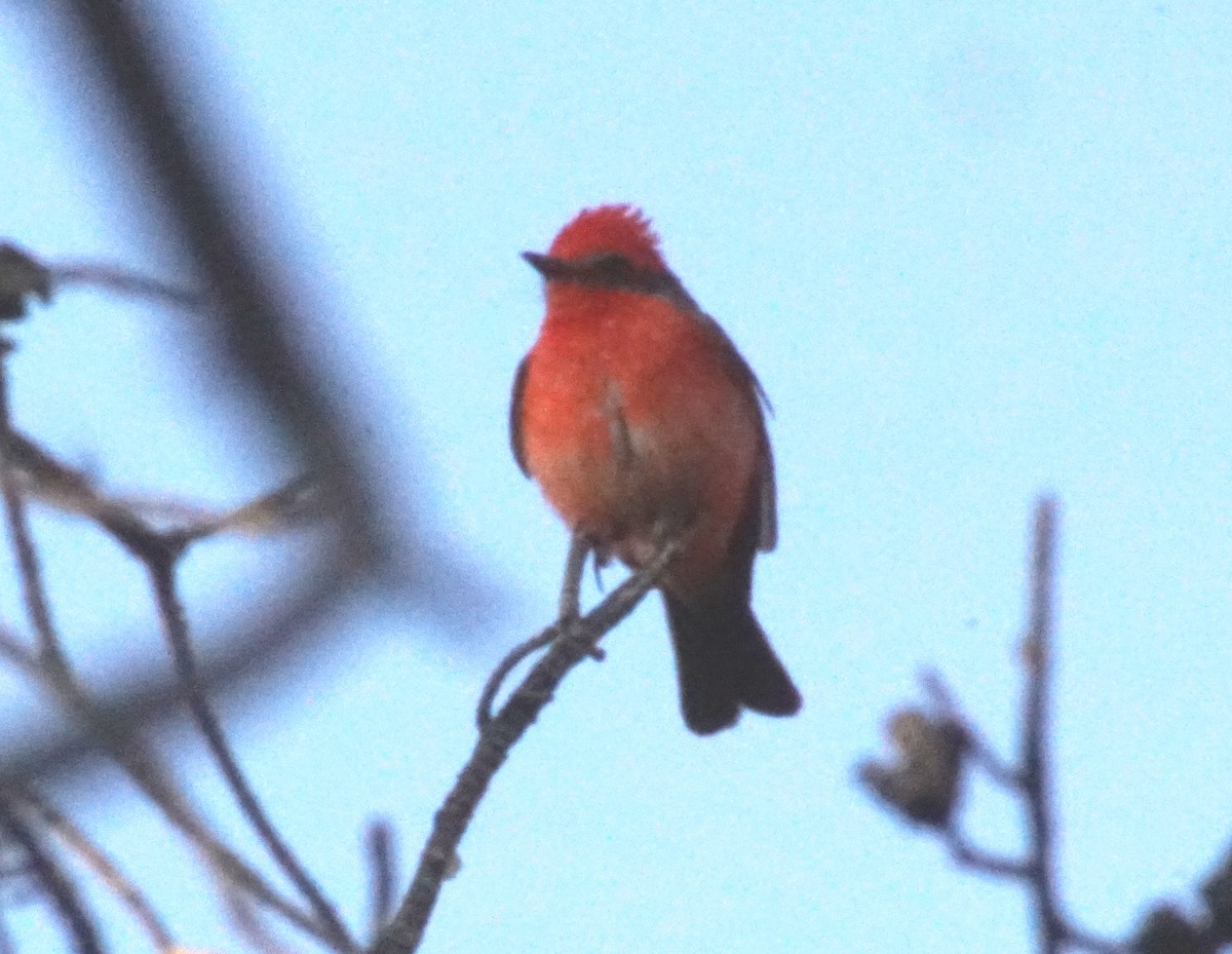 Vermilion Flycatcher - Peter Kavouras