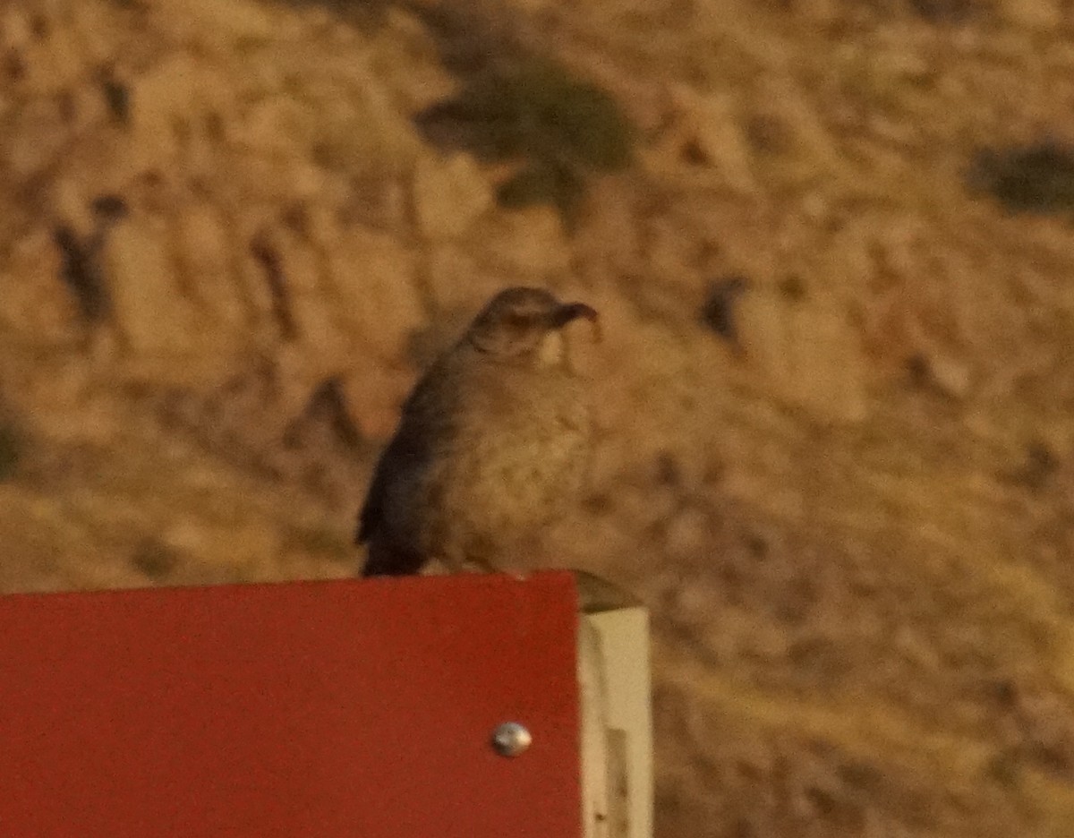 Curve-billed Thrasher - Peter Kavouras