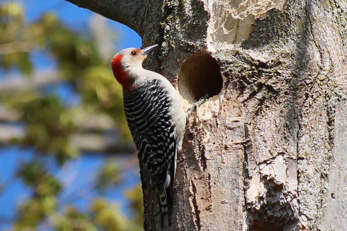 Red-bellied Woodpecker - Jonathan Chu