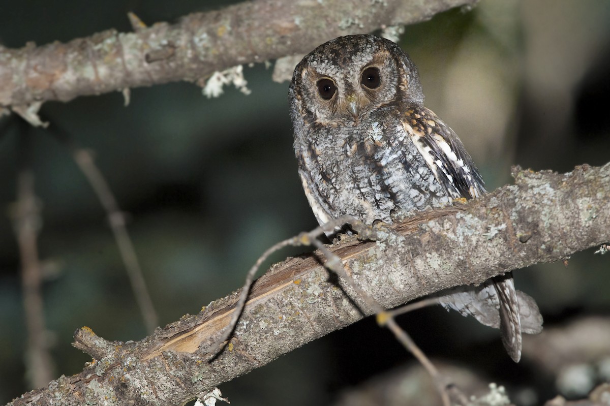 Flammulated Owl - Bryan Calk