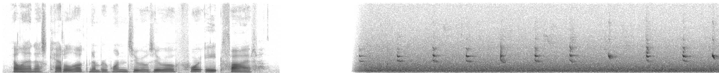 Acantiza Robusta - ML100485
