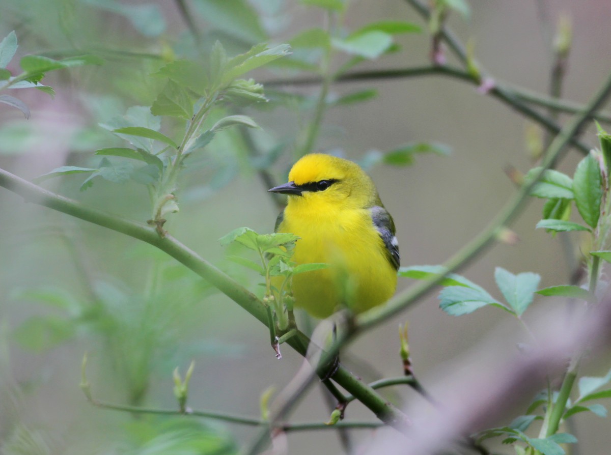 Blauflügel-Waldsänger - ML100486661