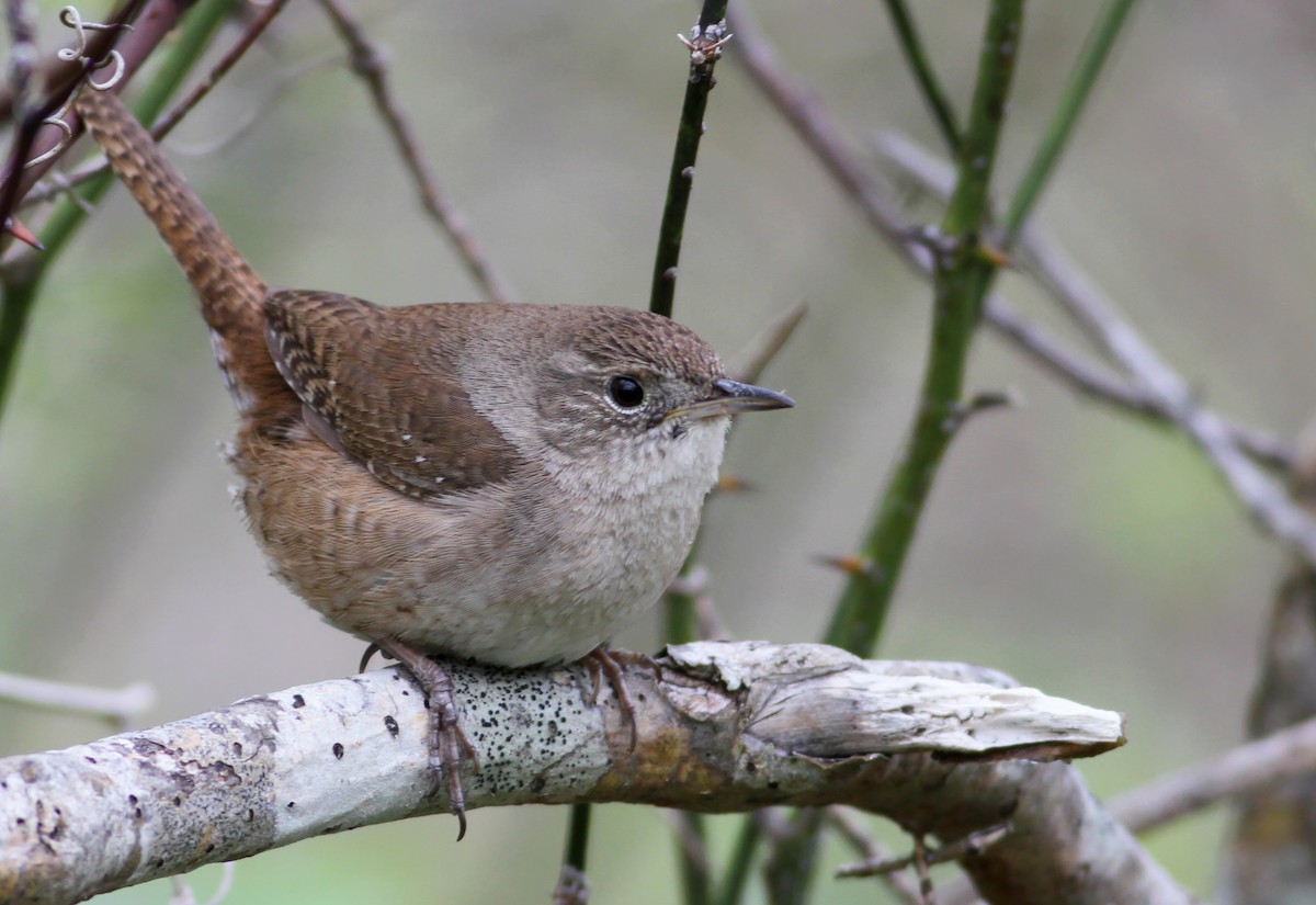 House Wren - ML100486781