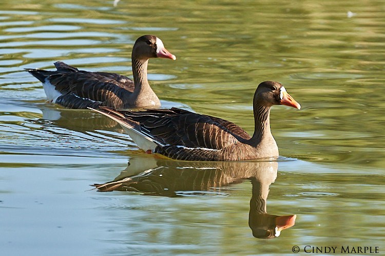 Greater White-fronted Goose - Cindy Marple