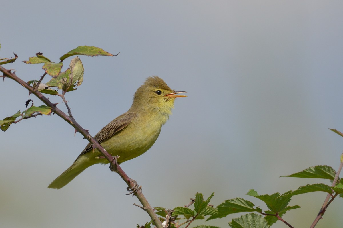 Melodious Warbler - Al Božič