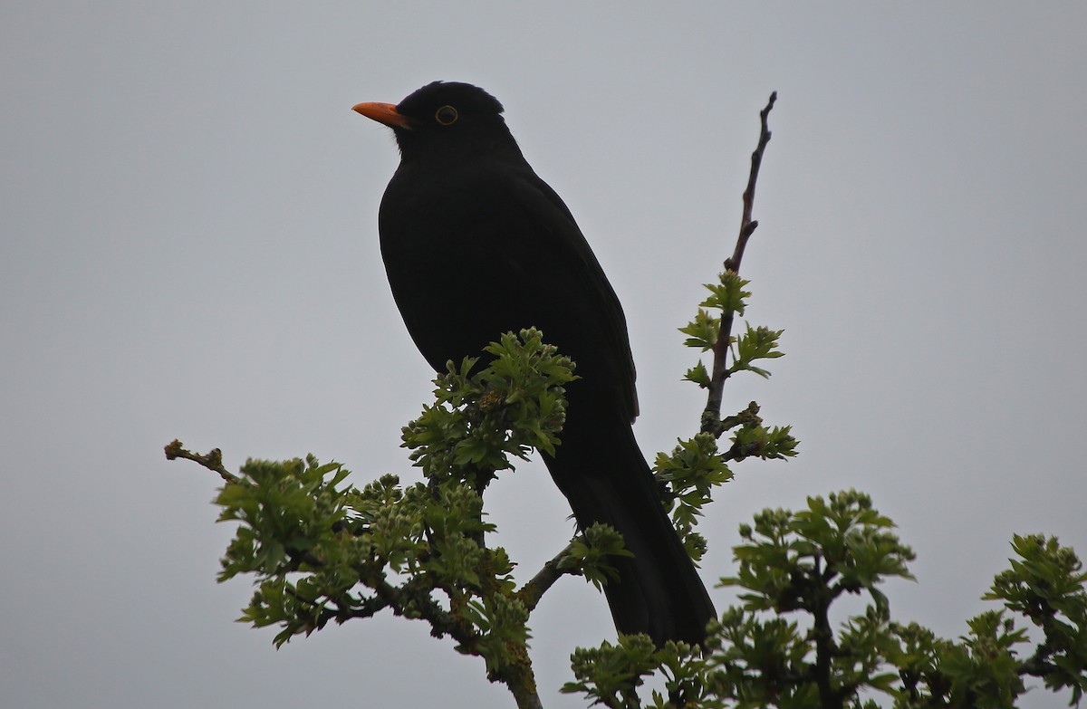 Eurasian Blackbird - ML100488881