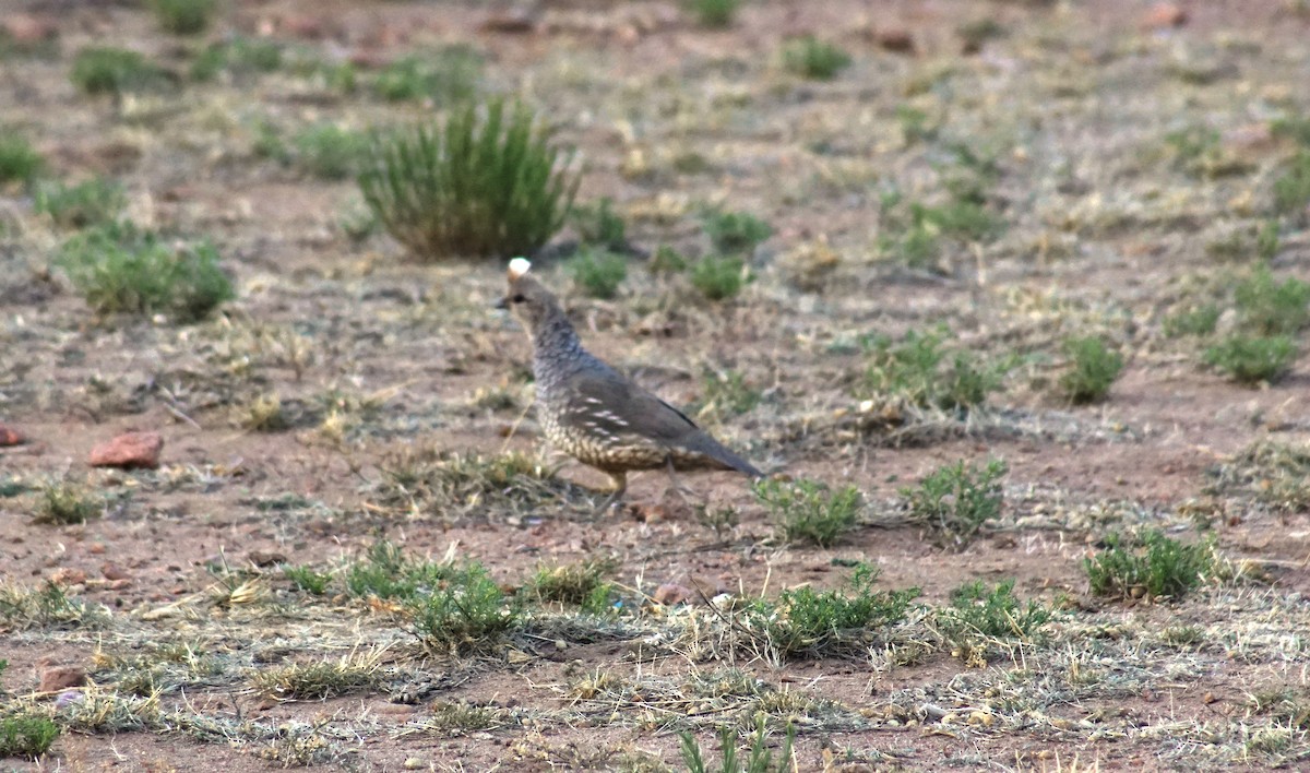 Scaled Quail - Peter Kavouras