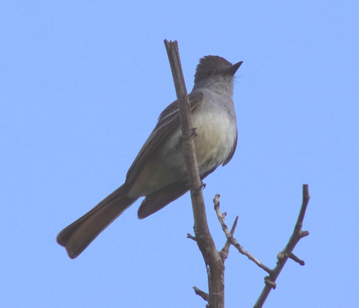 Ash-throated Flycatcher - Peter Kavouras