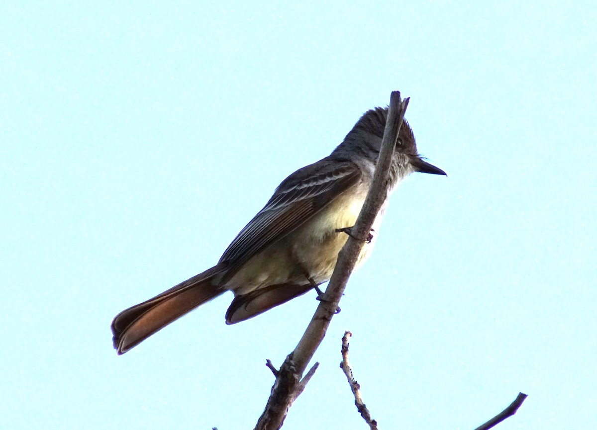 Ash-throated Flycatcher - ML100491521