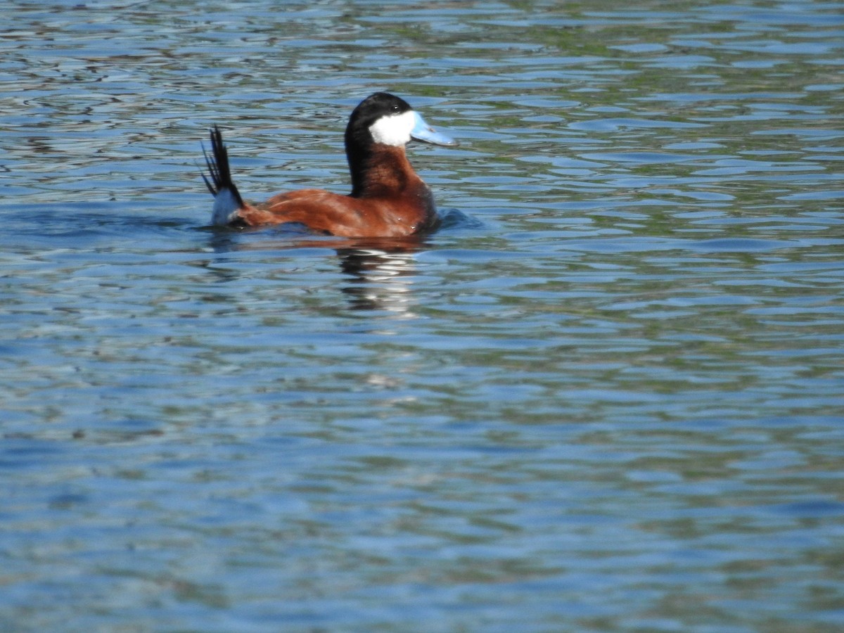 Ruddy Duck - Diane Roberts