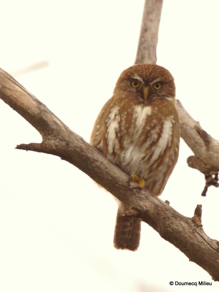 Ferruginous Pygmy-Owl - Ricardo  Doumecq Milieu