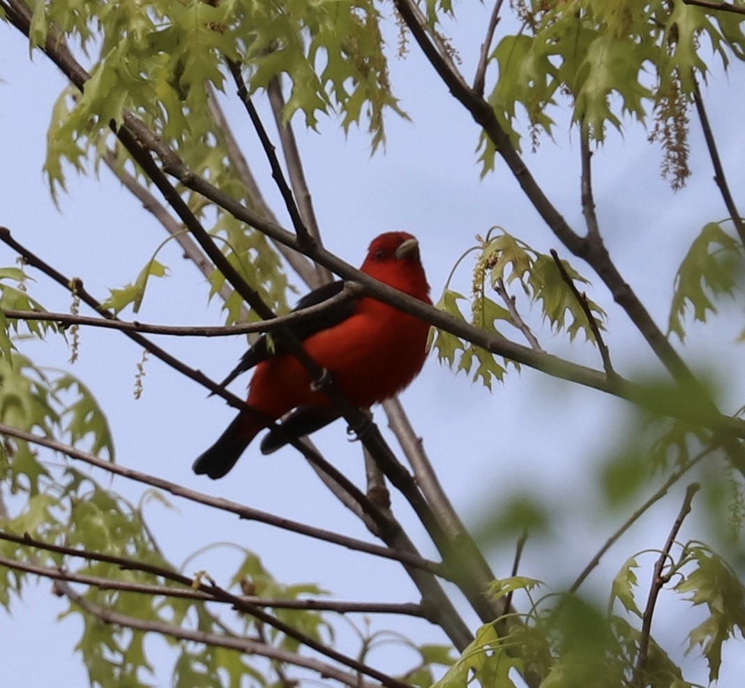 Scarlet Tanager - Elizabeth Curley